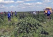 На Южном Урале полицейские вместе со студентами уничтожили целое поле конопли. ФОТО На Южном Урале полицейские вместе со студентами уничтожили целое поле конопли. ФОТО
