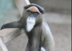 мартышка Браза (2012) | Фото:zoo.perm.ru мартышка Браза (2012) | Фото:zoo.perm.ru