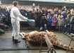Датский зоопарк провел показательное вскрытие льва на глазах у детей Датский зоопарк провел показательное вскрытие льва на глазах у детей