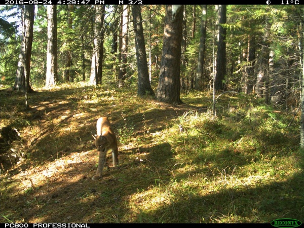 |: http://zapovednik-stolby.ru/