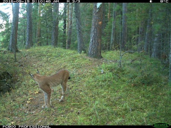 |: http://zapovednik-stolby.ru/