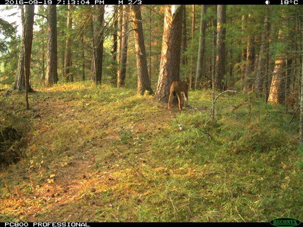 |: http://zapovednik-stolby.ru/