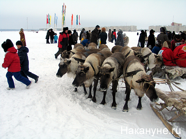 надым день оленевода упряжка олени нарты | Фото: Накануне.ru