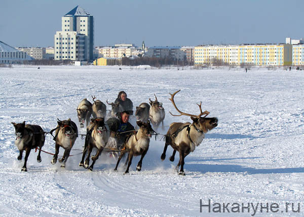 надым день оленевода гонки на оленьих упряжках | Фото: Накануне.ru
