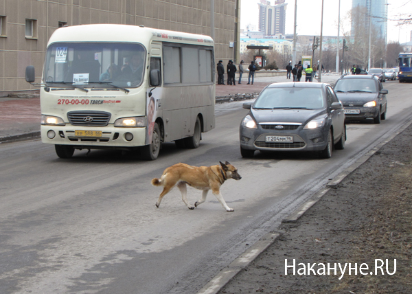 автопробег против плохих дорог екатеринбург собака | Фото: Накануне.RU
