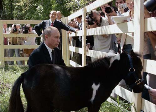 путин, пони вадик, подарок шаймиева | Фото: animal.ru