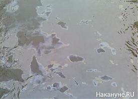 нефть пятна исеть река загрязнение|Фото: Накануне.RU