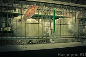кролики ферма сельское хозяйство с/х|Фото: Накануне.RU