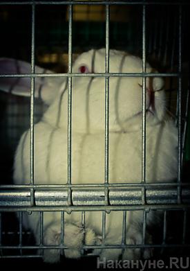 кролики ферма сельское хозяйство с/х|Фото: Накануне.RU