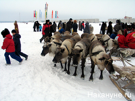 надым день оленевода|Фото: Накануне.ru