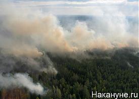 лесной пожар|Фото: Накануне.ru
