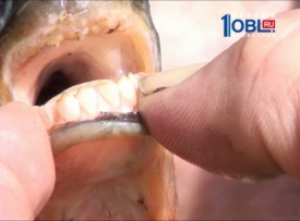 рыба с человеческими зубами в Челябинской области|Фото:1obl.ru