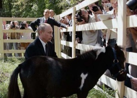 путин, пони вадик, подарок шаймиева|Фото: animal.ru