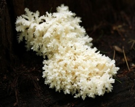 Ежевик коралловидный, гриб,  редкий вид|Фото: Национальный парк "Лосиный остров"