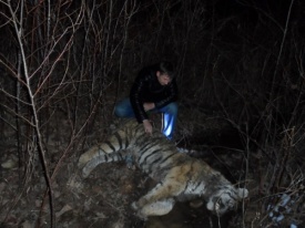 убийство, тигр, земля леопарда|Фото: leopard-land.ru