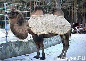 верблюд-факелоносец Челябинск|Фото: Накануне.RU