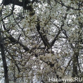 весна, цветут деревья, севастополь|Фото:Накануне.RU