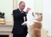 Владимир Путин и собака (2016) | Фото: пресс-служба президента РФ