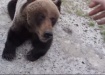 Медведь, Тюменская область, трасса (2017) | Фото: youtube.com