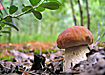 природа лес белый гриб боровик (2007) | Фото: Накануне.ru