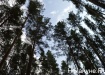 лес, деревья (2018) | Фото:Накануне.RU