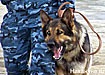 милиция кинологическая служба собака овчарка ищейка (2007) | Фото: Накануне.ru