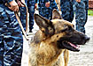 милиция кинологическая служба собака овчарка ищейка (2007) | Фото: Накануне.ru