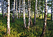 природа лес береза (2007) | Фото: Накануне.ru