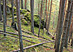 природа лес северный урал (2007) | Фото: Накануне.ru