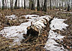 природа весна лес (2008) | Фото: Накануне.ru