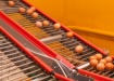 яйца, птицефабрика, нижневартовск (2020) | Фото: пресс-служба администрации Нижневартовска