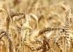 зерно, пшеница, поле, хлеб, колосья, сельское хозяйство (2020) | Фото: пресс-служба Воронежской областной думы