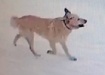 Бродячая собака, Приуральский район (2021) | Фото: Администрация Приуральского района