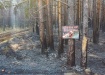 Лесной пожар (2021) | Фото: Департамент информационной политики Свердловской области /  Алексей Зарицкий