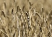 уборочная кампания, уборка урожая, пшеница, поле, сельское хозяйство (2021) | Фото: пресс-служба администрации Краснодарского края