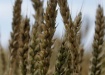 пшеница, зерно, кубань, сельское хозяйство (2021) | Фото: пресс-служба администрации Краснодарского края
