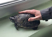 Красноухая черепаха (2022) | Фото: пресс-служба ЕМУП &quot;Спецавтобаза&quot;