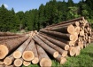 древесина, кругляк (2022) | Фото: minpromtorg.gov.ru