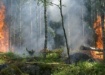 Лесной пожар (2022) | Фото: пресс-служба правительства Новосибирской области