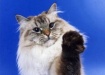 Фото: cats-world.ucoz.com