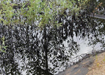 Нефтеразлив, Сургутский район (2015) | Фото: Межрегиональная экологическая общественная организация (МЭОО) &quot;Зеленый фронт&quot;