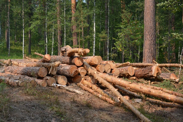 вырубка деревьев, Тургояк,|Фото: ОНФ Челябинская область