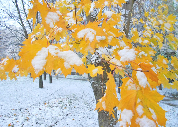 зима, осень, дерево, листья, снег|Фото: мэрия Екатеринбурга