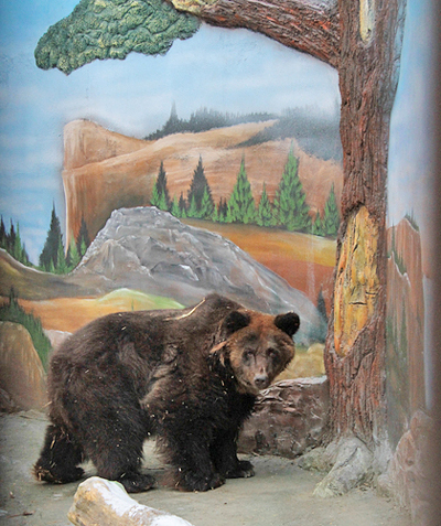 Екатеринбургский зоопарк, медведь|Фото: Екатеринбургский зоопарк