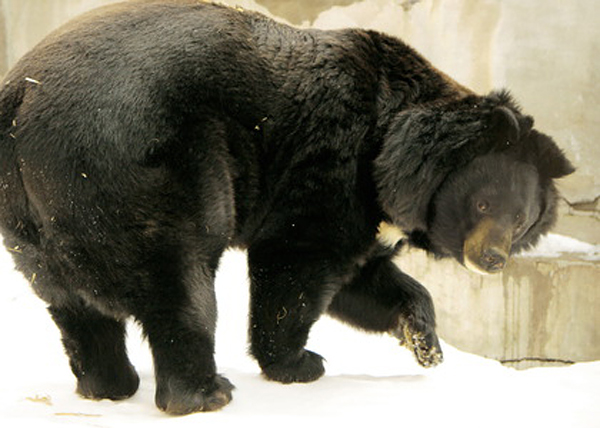 Екатеринбургский зоопарк, гималайский медведь Гай|Фото: Екатеринбургский зоопарк