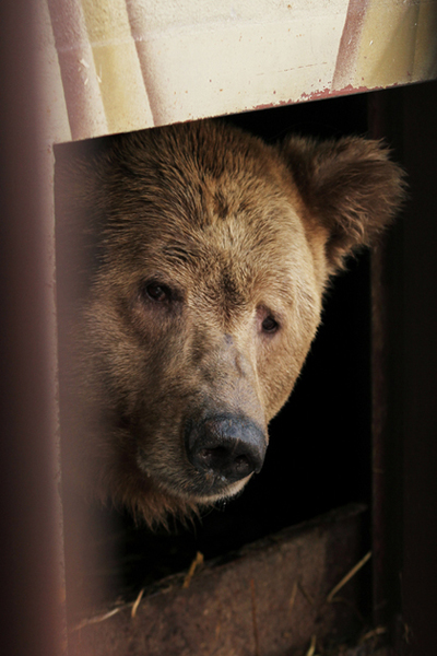 Екатеринбургский зоопарк, белокоготный медведь Карат|Фото: Екатеринбургский зоопарк