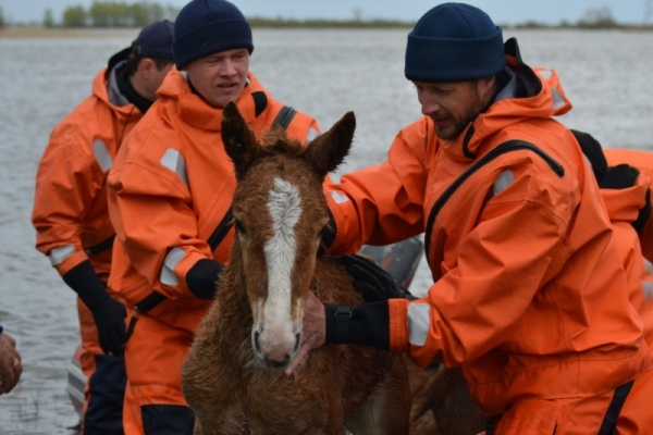Спасение табуна лошадей из зоны паводка, паводок в Тюменской области - 2017|Фото: 72.mchs.gov.ru