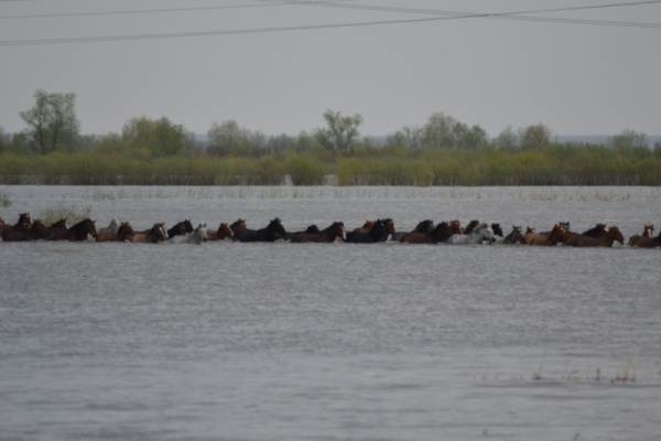 Спасение табуна лошадей из зоны паводка, паводок в Тюменской области - 2017|Фото: 72.mchs.gov.ru