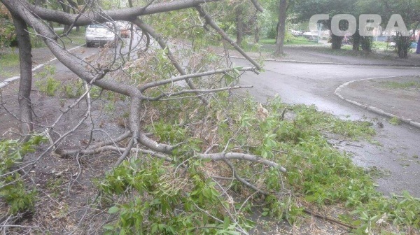 упавшее дерево ураган|Фото: служба спасения СОВА