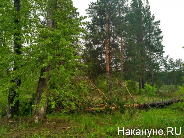 Нижний Тагил, последствия урагана, деревья|Фото: Накануне.RU
